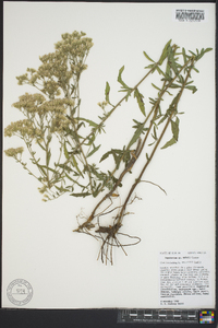 Eupatorium mohrii image