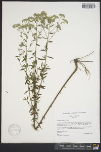 Eupatorium mohrii image