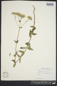 Eupatorium pilosum image