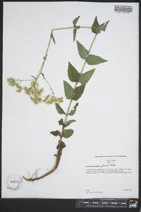 Eupatorium pilosum image