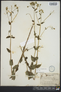 Eupatorium pilosum image