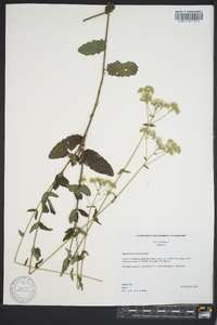 Eupatorium pilosum image