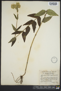 Eupatorium pilosum image