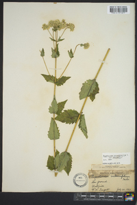 Eupatorium pilosum image