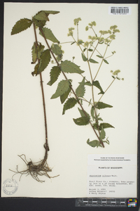 Eupatorium pilosum image