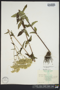 Eupatorium pilosum image