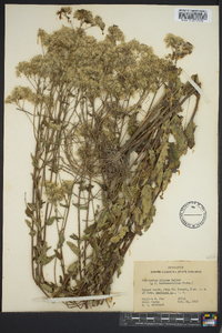 Eupatorium pilosum image