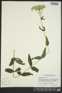 Eupatorium pilosum image