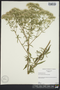 Eupatorium pilosum image