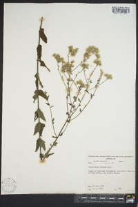 Eupatorium pilosum image