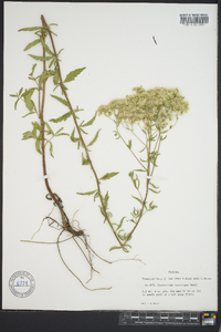 Eupatorium recurvans image