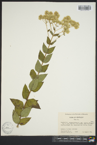 Eupatorium rotundifolium var. ovatum image