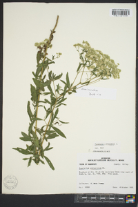 Eupatorium semiserratum image