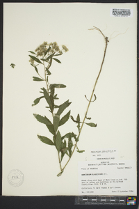 Eupatorium semiserratum image