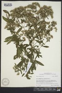 Eupatorium semiserratum image