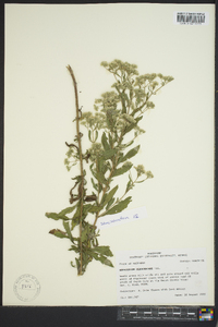 Eupatorium semiserratum image