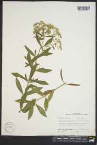 Eupatorium semiserratum image