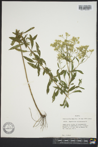 Eupatorium semiserratum image