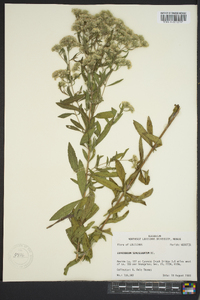 Eupatorium semiserratum image