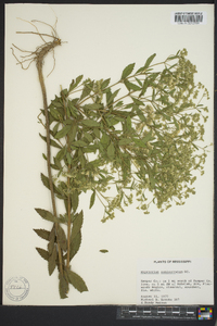 Eupatorium semiserratum image