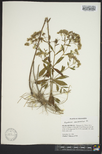 Eupatorium semiserratum image