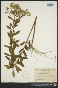 Eupatorium semiserratum image