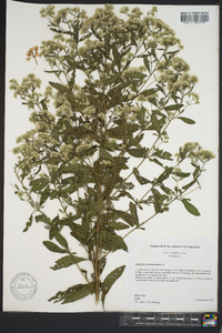 Eupatorium semiserratum image