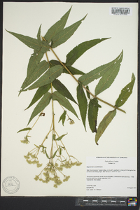 Eupatorium sessilifolium image