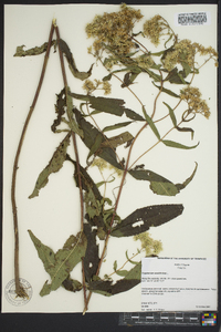 Eupatorium sessilifolium image