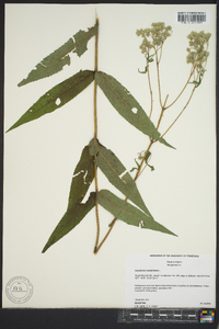 Eupatorium sessilifolium image