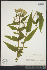 Eupatorium sessilifolium image