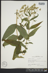 Eupatorium sessilifolium image