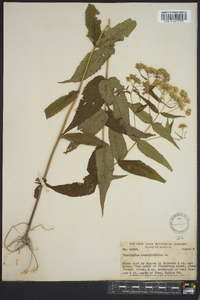 Eupatorium sessilifolium image