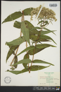 Eupatorium sessilifolium image