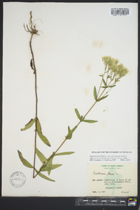 Eupatorium album var. subvenosum image