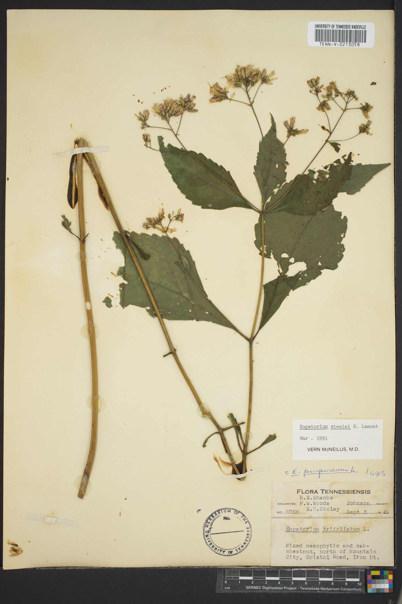 Eupatorium steelei image