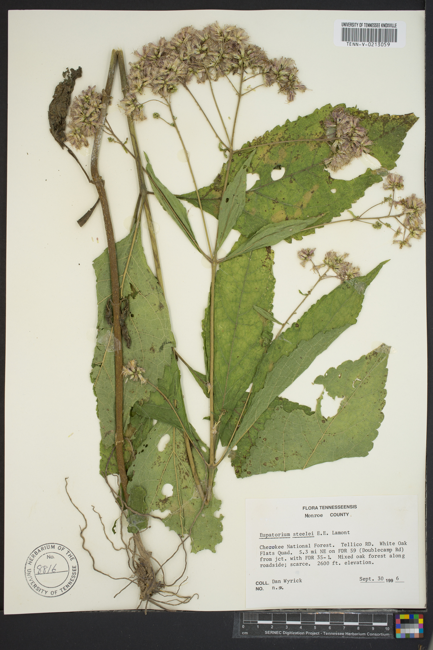 Eupatorium steelei image