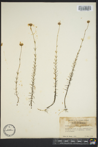 Sclerolepis uniflora image