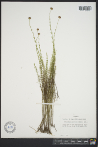 Sclerolepis uniflora image