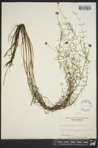 Sclerolepis uniflora image