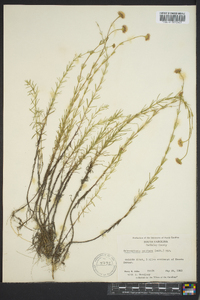 Sclerolepis uniflora image