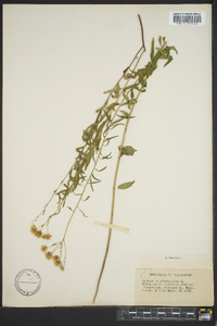 Kuhnia eupatorioides image