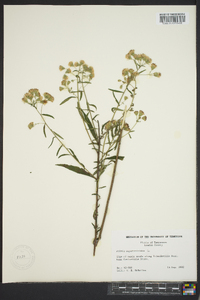 Kuhnia eupatorioides image