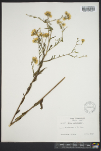 Kuhnia eupatorioides image