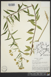 Kuhnia eupatorioides image
