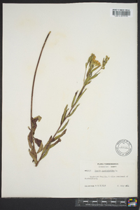 Kuhnia eupatorioides image