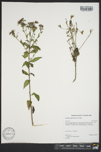 Kuhnia eupatorioides image