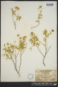 Brickellia atractyloides image