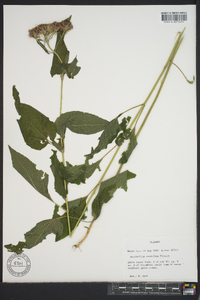 Brickellia cordifolia image