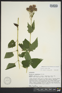 Brickellia cordifolia image